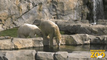 Ice Pool GIF by Brookfield Zoo