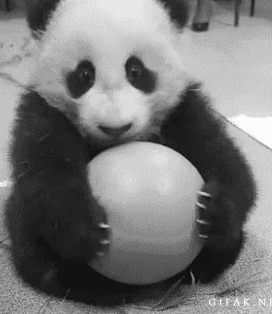 Gif-de-pandas GIFs - Get the best GIF on GIPHY