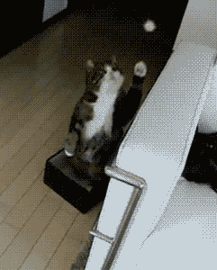 cat GIF