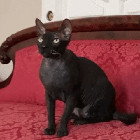 Watching Black Cat GIF