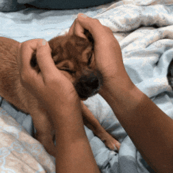 Dog GIF