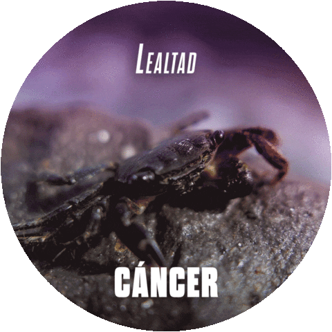 Cancer Astrology Sticker by Sealed With A GIF