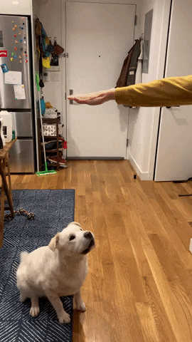 dog touching hand above them with nose