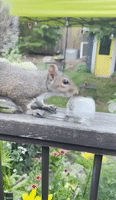 Squirrel Snacks on Ice Cube Amid Heat Wave