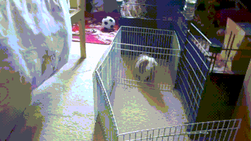 fly pigs guinea GIF