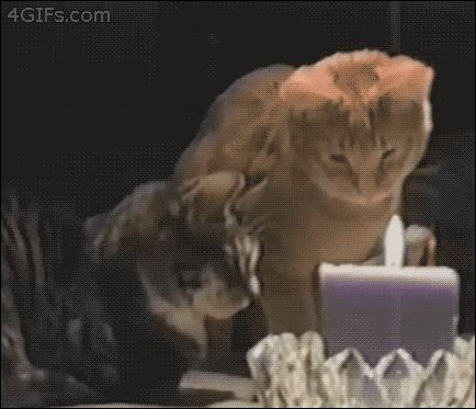 Cat Candle GIF - Find & Share on GIPHY