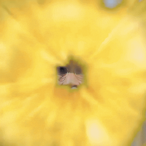 Jankeyframes GIF