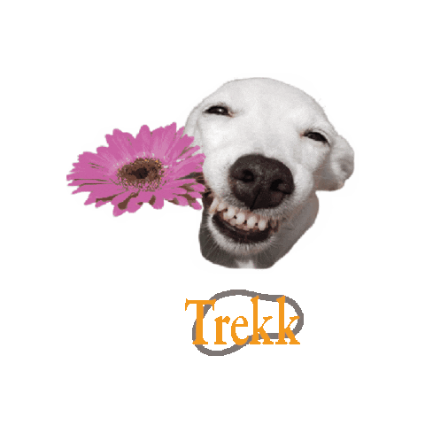 Happy Dog Sticker by asphaltgold