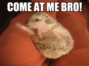 Hedgehog Come At Me Bro GIF - Find & Share on GIPHY
