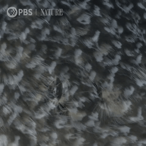 Pbs Nature Eyes GIF by Nature on PBS