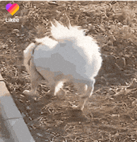 petting gif meme generator petting gif meme generator