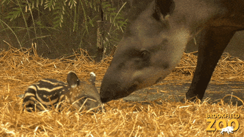 Baby Love GIF by Brookfield Zoo