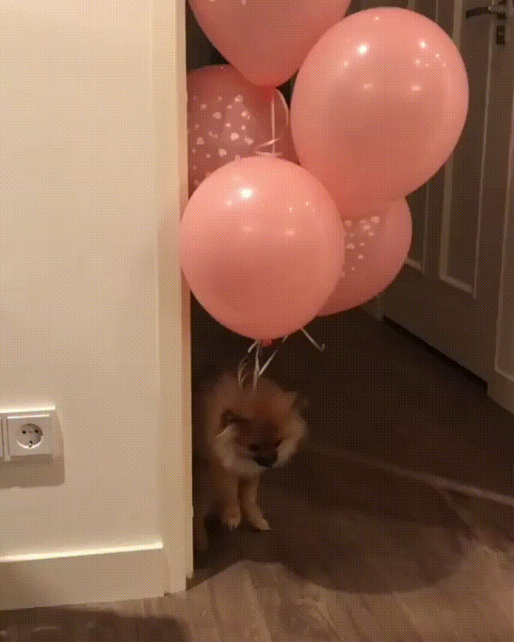 Video gif. A Pomeranian has a bunch of balloons tied around it and it slowly flies up as the balloons float upwards. They keep flying up until they hit the roof of the home, looking calm yet confused the whole time.