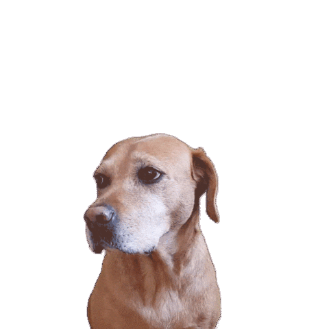 Labrador Retriever Cute Dog Sticker by MC Bruddaal