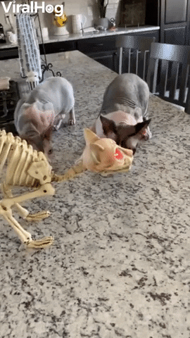 Hairless Cats Playing With A Skinless Cat Toy GIF by ViralHog