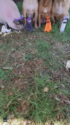 Halloween Dogs GIF by Storyful