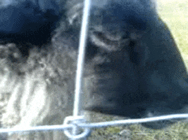 Faro GIF