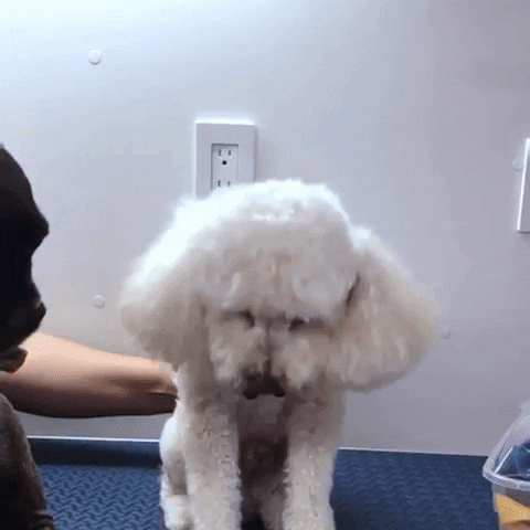 Dog Dancing GIF by IVY
