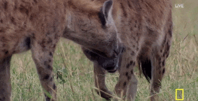 hyena GIF by National Geographic Channel