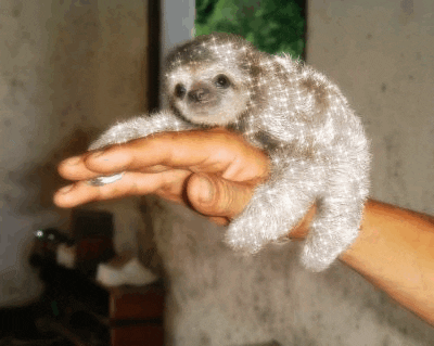Sparkle Sloth GIF