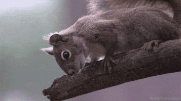 planet earth live squirrel GIF by Head Like an Orange