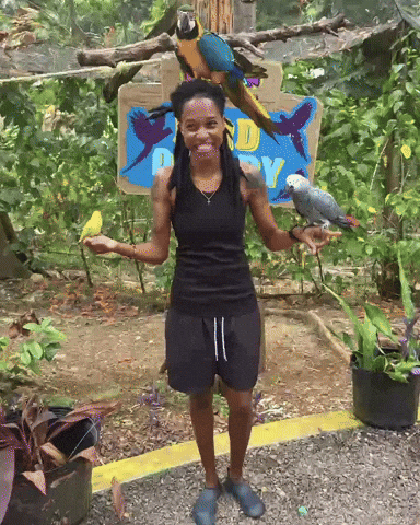 Bird Love GIF