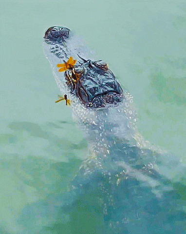 Floating Dragon Fly GIF by University of Florida