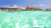animal-gif-FIvJcx5jhrpcs