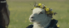 Movie gif. Noomi Rapace as Maria in Lamb sits in a field of flowers with Ada the lamb who wears a coat and a flower crown on her head. Maria kisses Ada’s nose and nuzzles her as she says, “You look beautiful.”