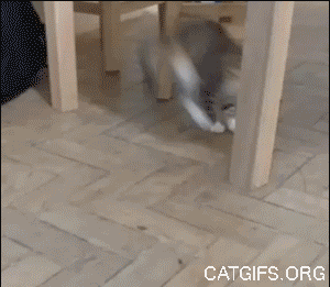 giphy.gif?cid=790b76115cfa424c58554c3845