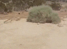 Slow Around Here Ghost Town GIF