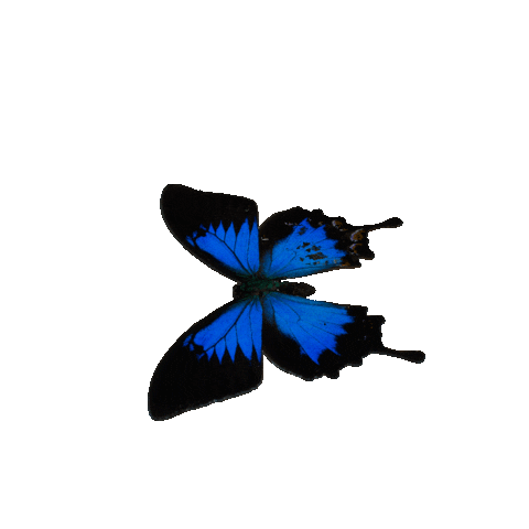 Butterfly Sticker
