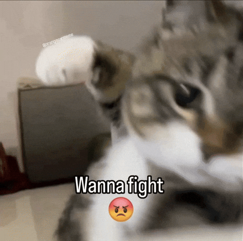 Wanna Fight GIF