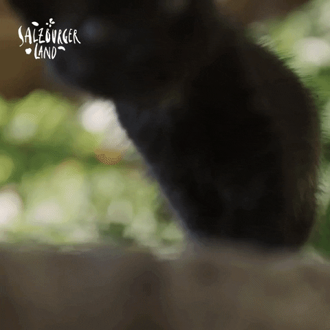 Black Cat Cats GIF by SalzburgerLand