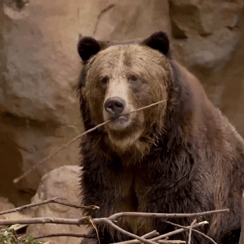Happy Bear GIF by San Diego Zoo Wildlife Alliance
