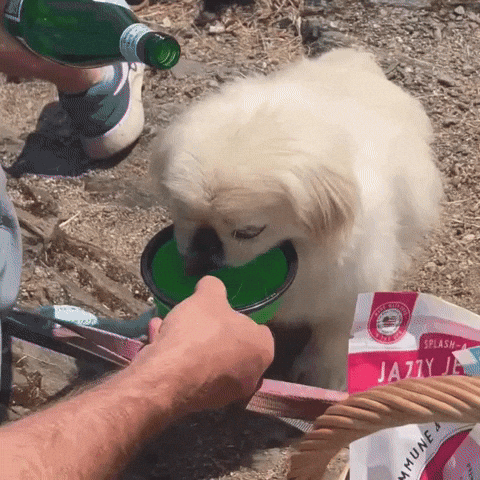 Team Pekingese GIF by Caravan of Paws