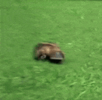 platypus GIF