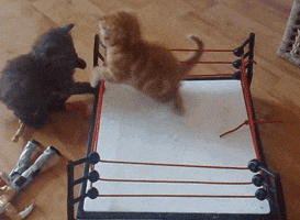 kittens cat fight GIF