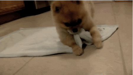 safe for work puppy GIF