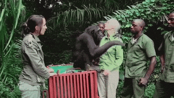arenaserrano jane goodall GIF