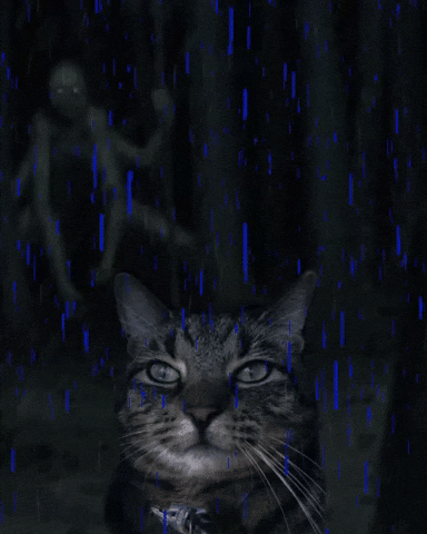 Cat GIF