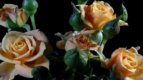 giphy.gif?cid=ecf05e47miw59ch147q5yafe8u