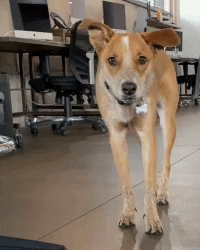 Cattle Dog GIF by Serendipit