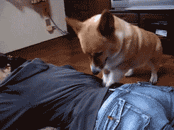 dog massage GIF