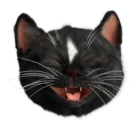 Meow Reaction Sticker by Felini Rocks