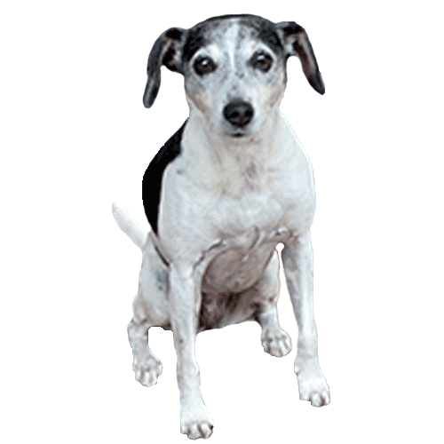 WONDERWALL STUDIOS Sticker