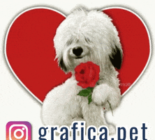 GRAFICA.PET GIF