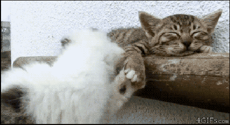 https://media2.giphy.com/media/Fc1QWasqMDJAc/giphy.gif?cid=790b76110039551dbb83f544188421c69cad36041cacfe02&amp;rid=giphy.gif