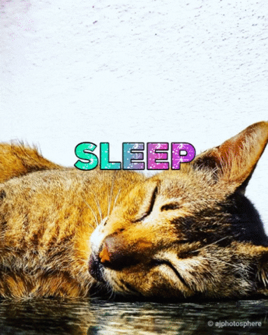 Cat GIF