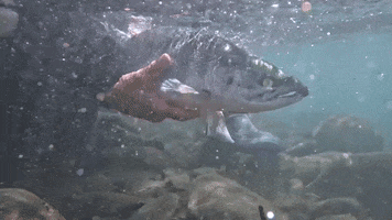 Pacific Northwest Goodbye GIF by U.S. Fish and Wildlife Service